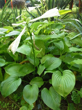 hosta