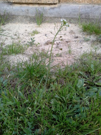 kapsička pastierska