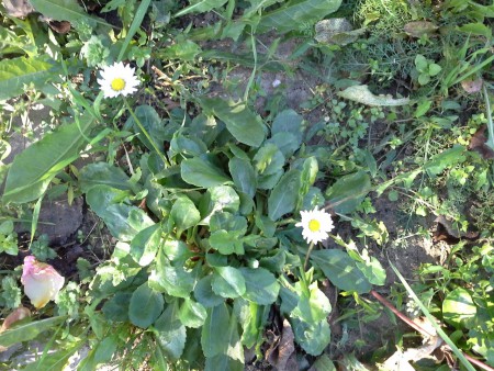 sedmokráska obyčajná