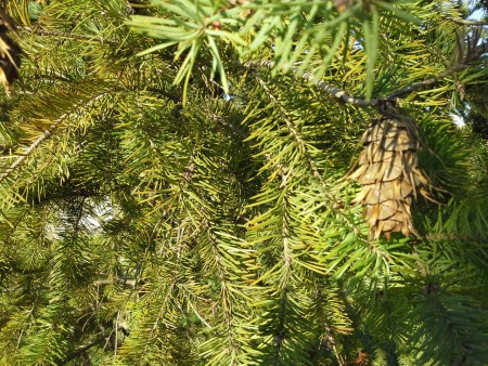 dúglaska tisolistá