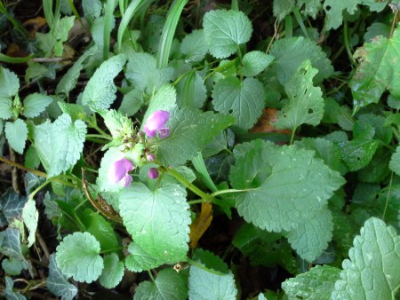 hluchavka škvrnitá